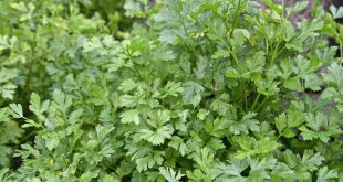 بقدونس إفرنجي