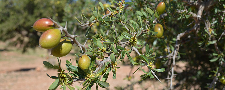 شجرة الأرجان