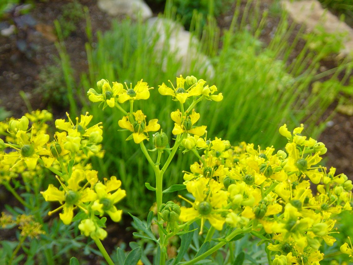 عشبة السذاب