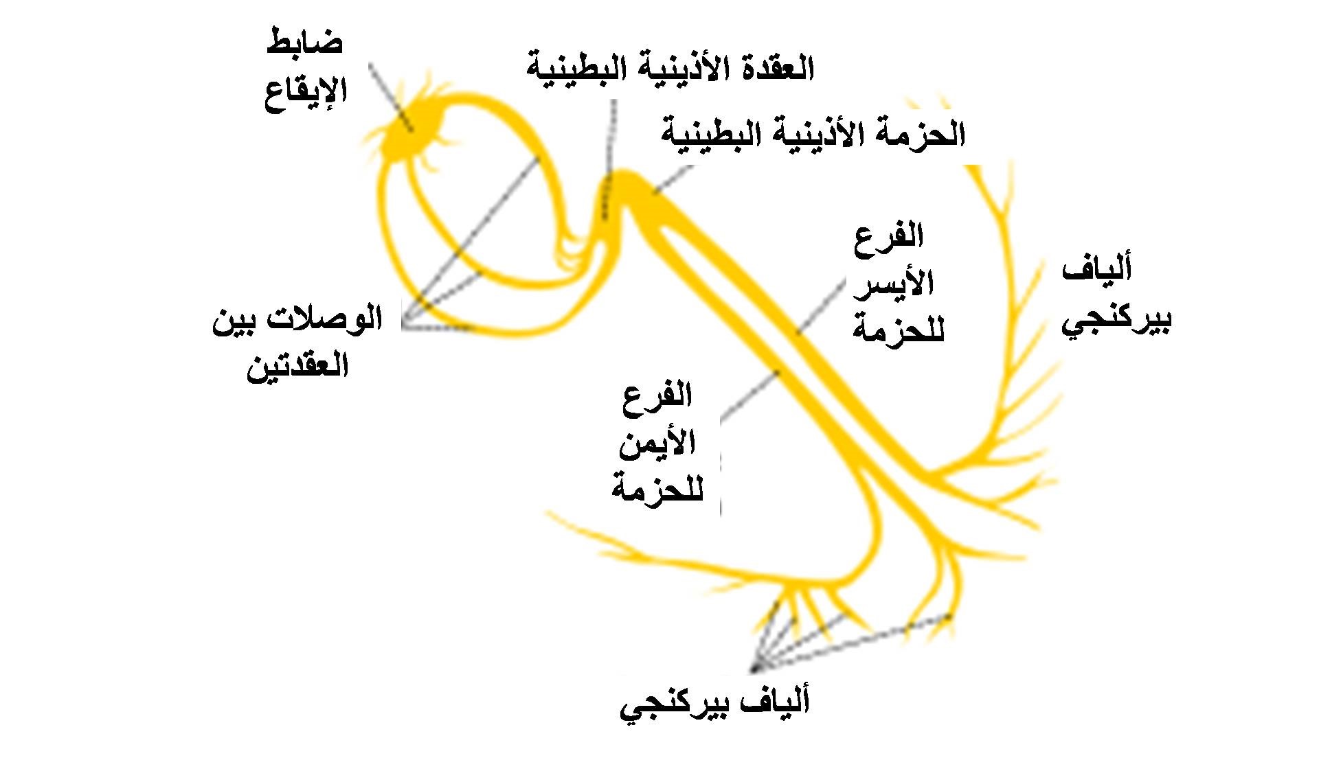 كهربية القلب