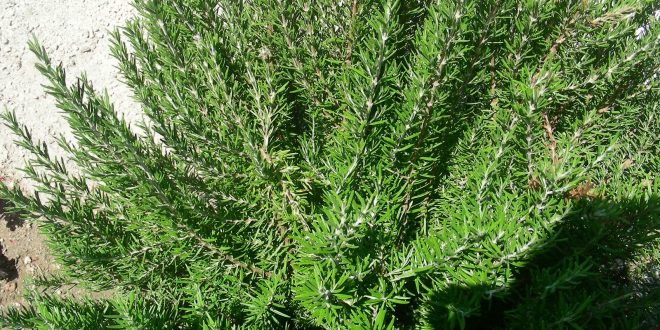 فوائد الروزماري للشعر