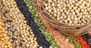 البروتين النباتى