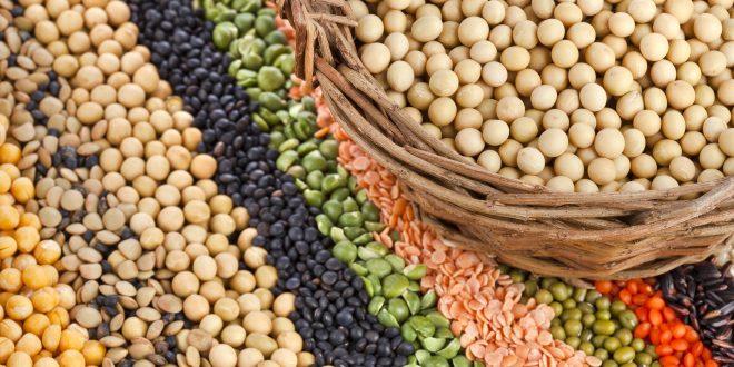 البروتين النباتى