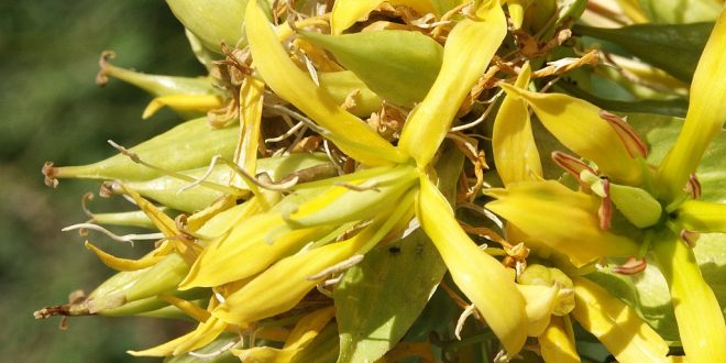 فوائد زيت الجنطيانا