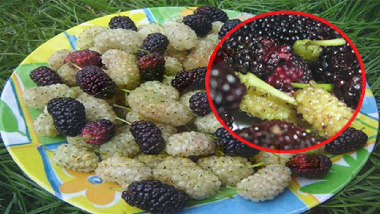 فوائد التوت - 6 أسباب صحية تجعلك تأكل التوت كل يوم، موسم التوت للتمتع ...