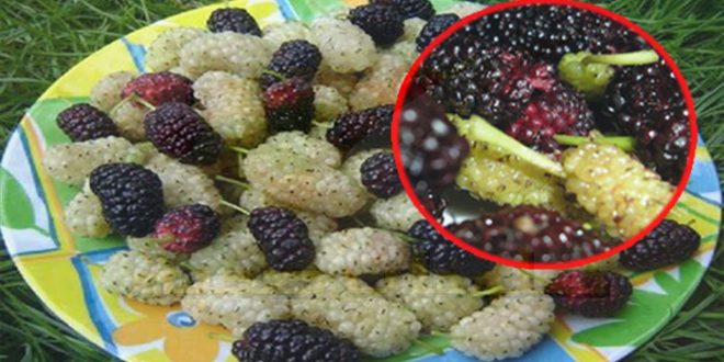 فوائد التوت