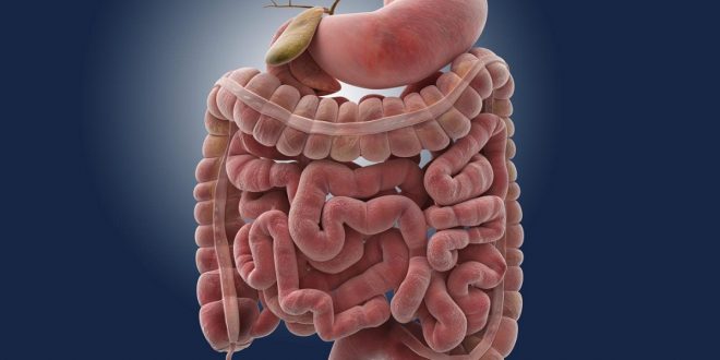 وظيفة الامعاء الدقيقة