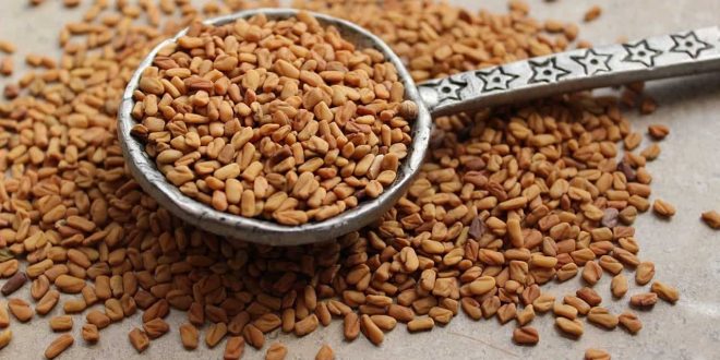 ماهي فوائد الحلبة 