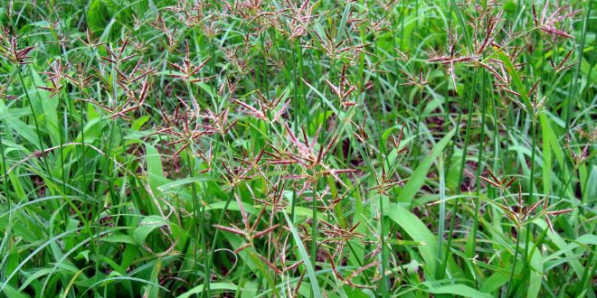 فوائد نبات السعد