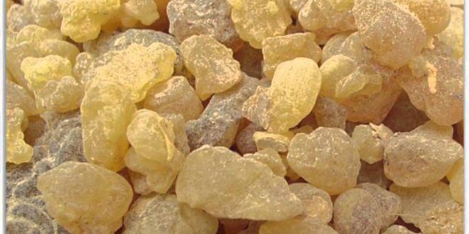 فوائد نبات المر