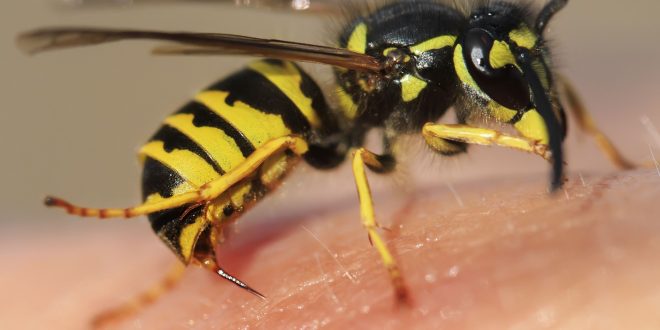 لسعة الدبور